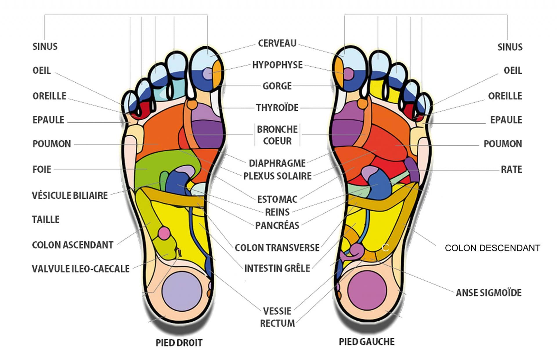 Zones reflexologie plantaire